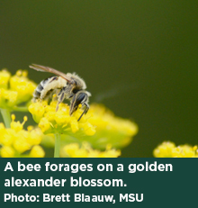 A bee forages on a golden alexander blossom. Photo: Brett Blaauw, MSU